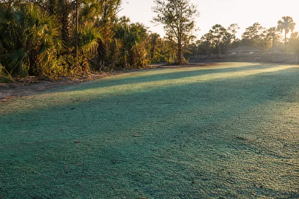 Hydroseeded new-construction lot near Daytona Beach Florida
