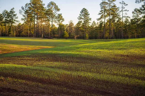 Hydroseeded property in Gainesville Florida