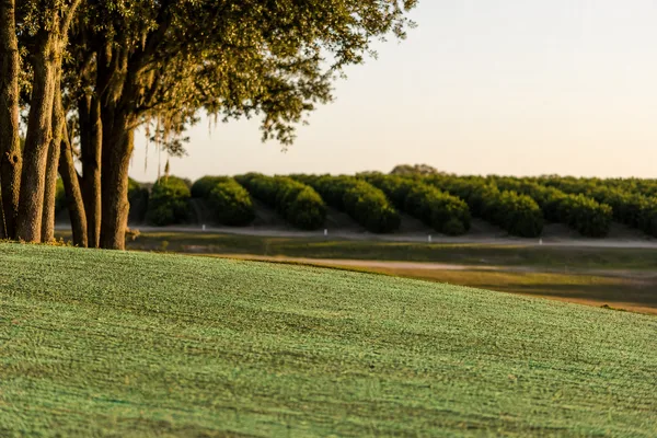 Hydroseeded property on the Central Florida Ridge near Lakeland
