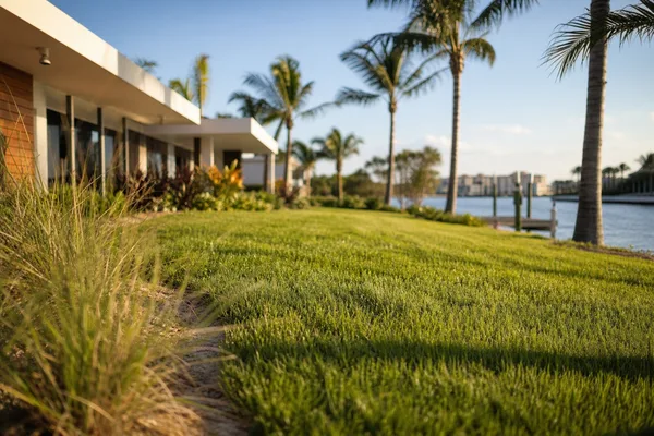 Salt-tolerant hydroseeded lawn near St. Petersburg waterfront