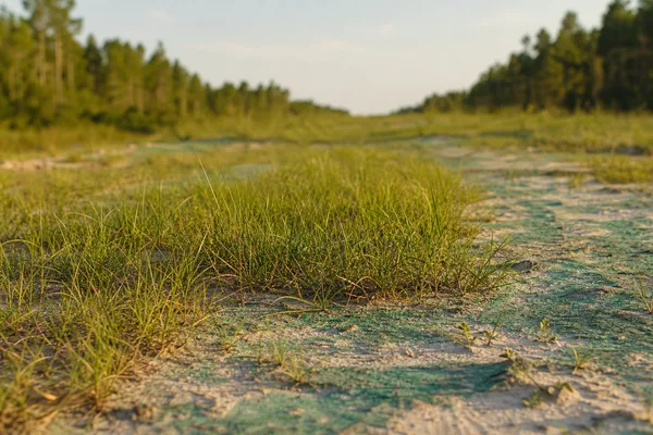 Native grass revegetation establishing on Florida reclamation site